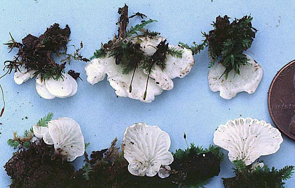 Rimbachia bryophila